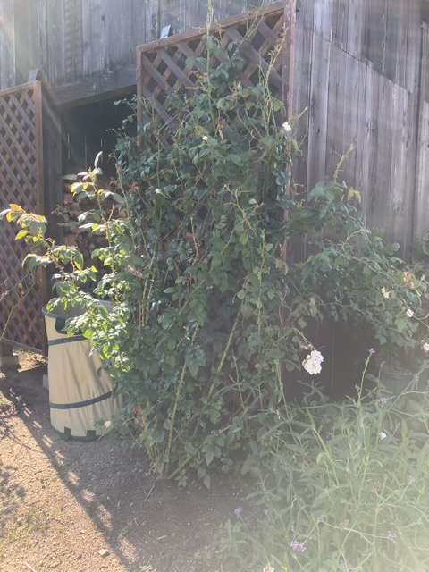 剪定前のフランシスバーネット