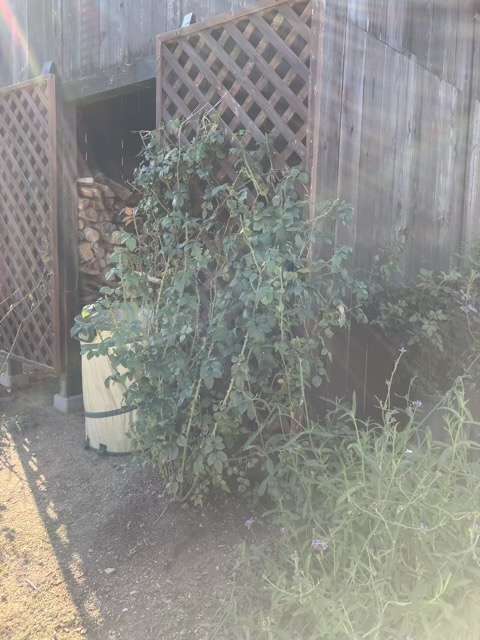 剪定後のフランシスバーネット