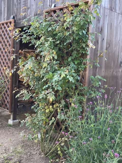 秋のフランシスバーネット