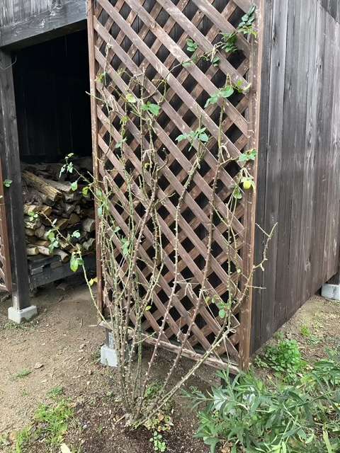 誘引前の剪定後のフランシスバーネット