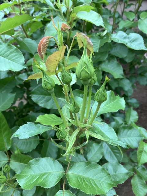 グラシアールのつぼみ