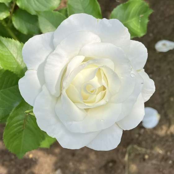 春のグラシアール