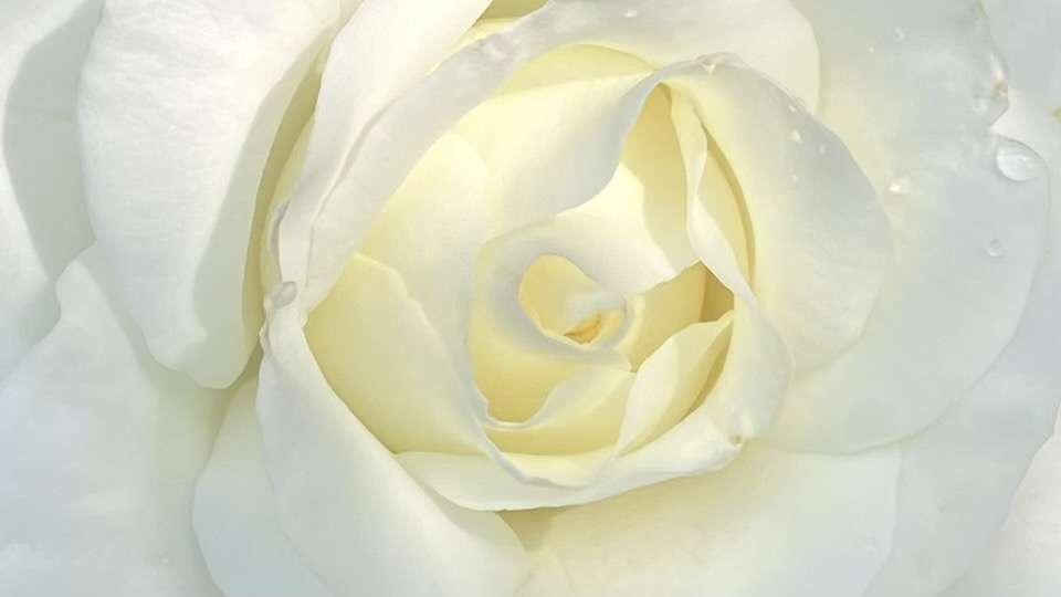 春のグラシアール