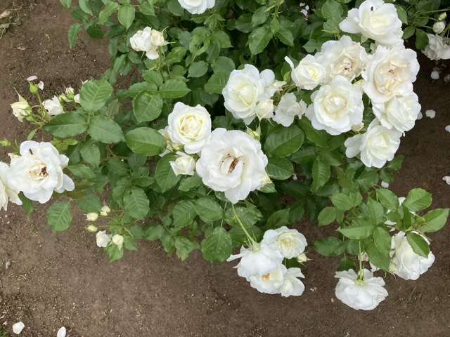 春のグラシアール