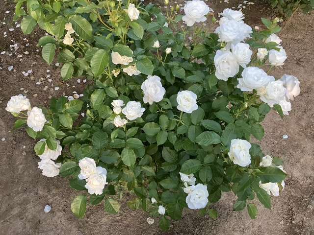 春のグラシアール