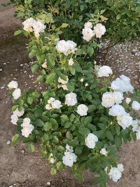 春のグラシアール