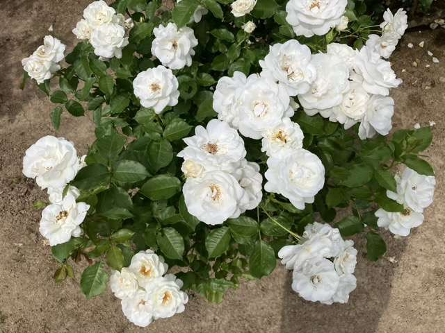 春のグラシアール