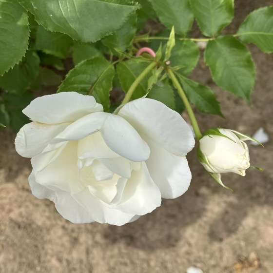 春のグラシアール