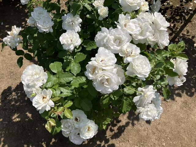 春のグラシアール