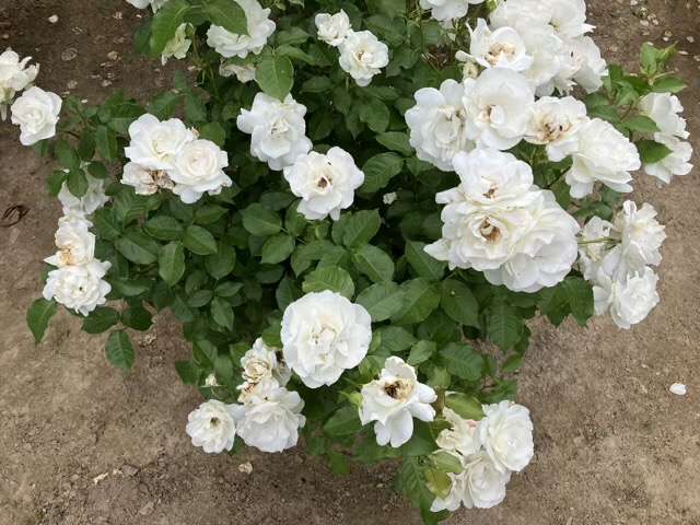 春のグラシアール