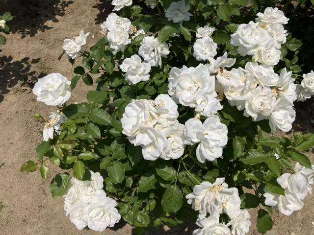 春のグラシアール