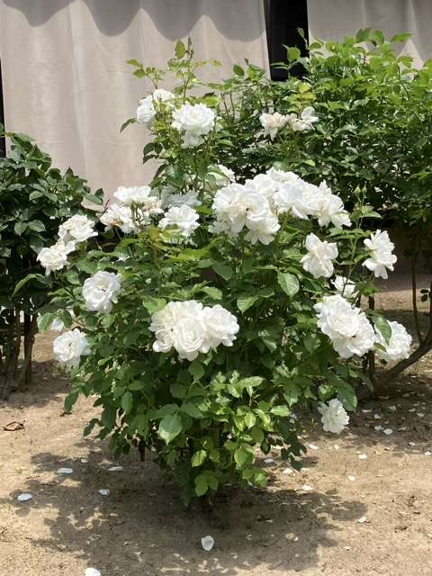 春のグラシアール