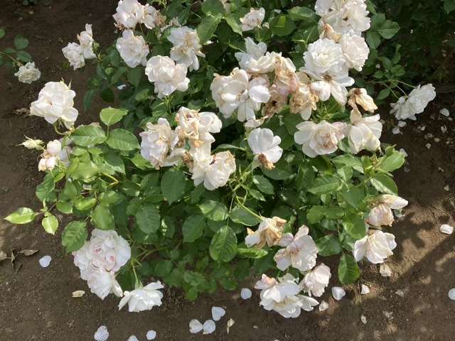 花後剪定前のグラシアール