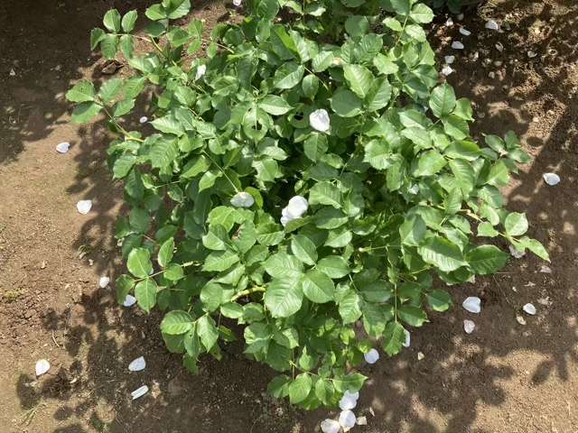 花後剪定後のグラシアール