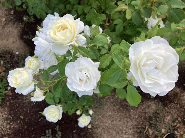 夏のグラシアール