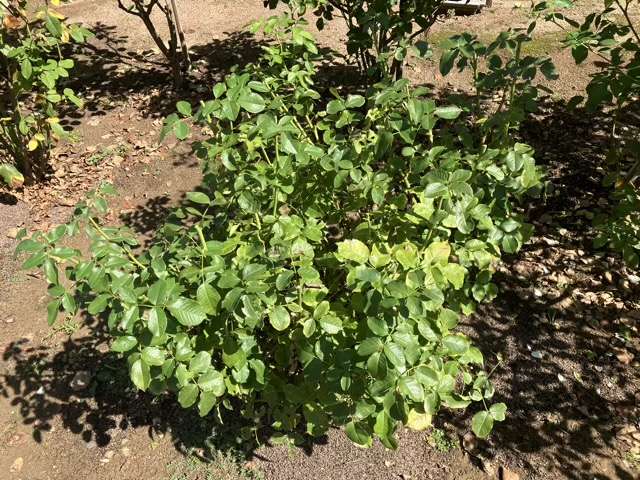 夏剪定後のグラシアール