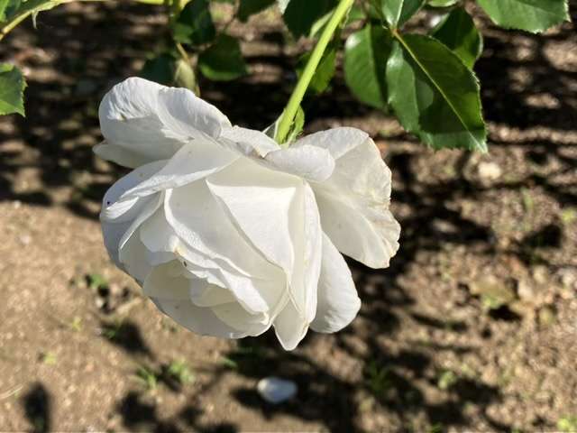 秋のグラシアール