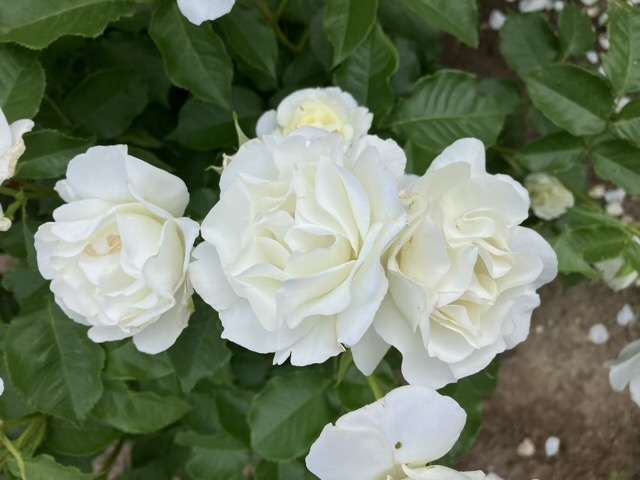春のグラシアール