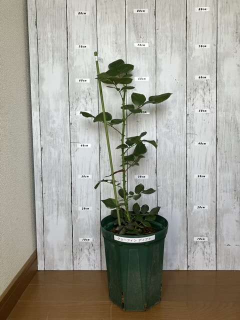 ６号鉢へ鉢増し後のグレーフィンディアナ