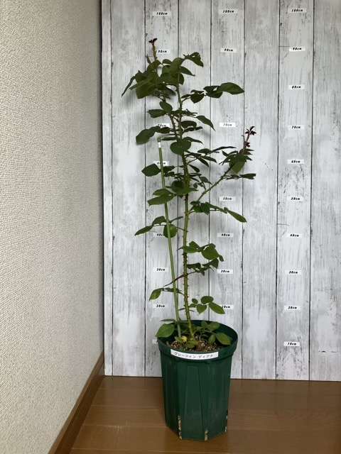 ８号鉢へ鉢増し前のグレーフィンディアナ