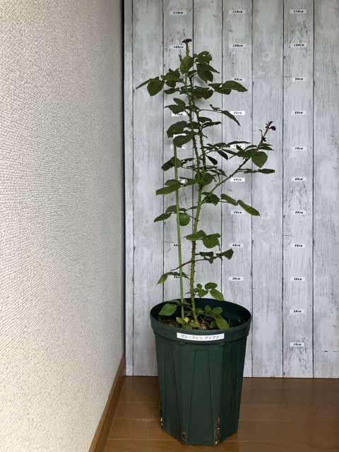 ８号鉢へ鉢増し後のグレーフィンディアナ