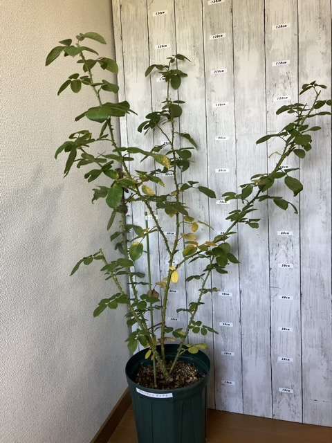 夏剪定前のグレーフィンディアナ