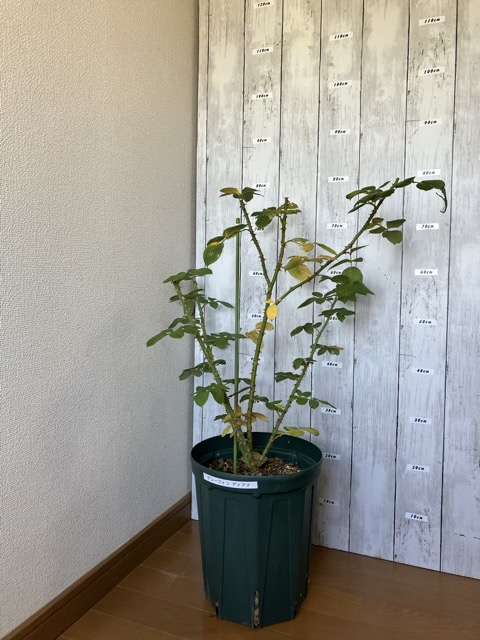 夏剪定後のグレーフィンディアナ