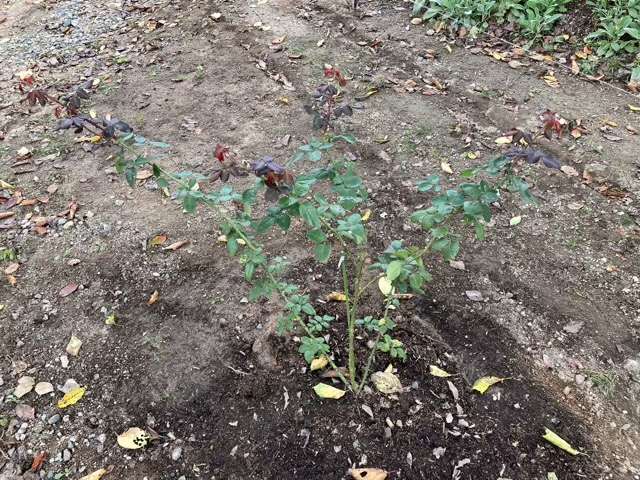 地植えにしたグレーフィンディアナ