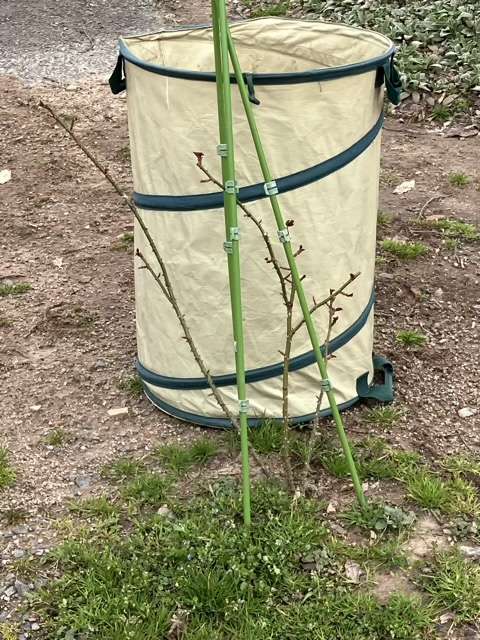 冬剪定前のグレーフィンディアナ