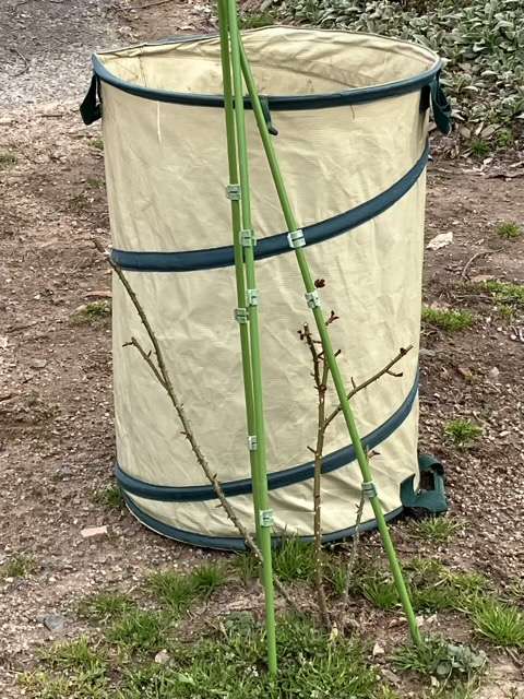 冬剪定後のグレーフィンディアナ