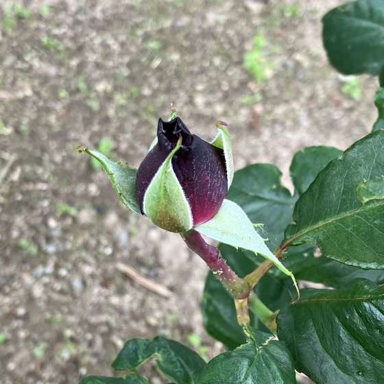 グレーフィンディアナのつぼみ