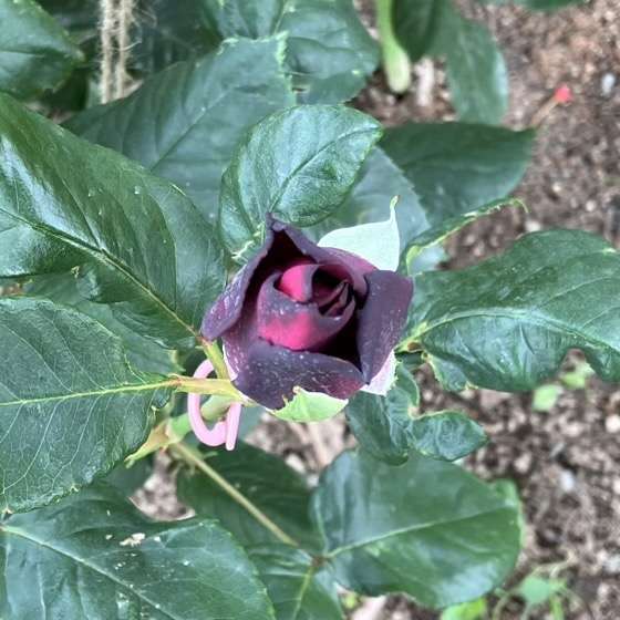 春のグレーフィンディアナ