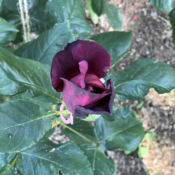 春のグレーフィンディアナ