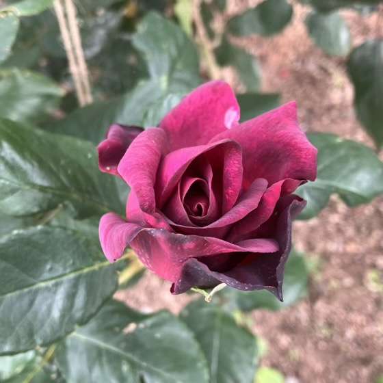 春のグレーフィンディアナ