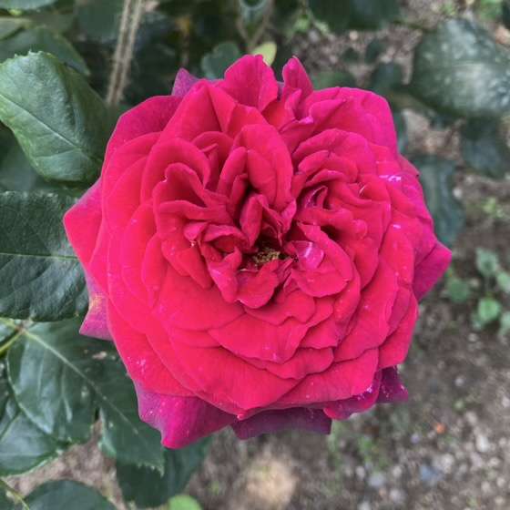 春のグレーフィンディアナ