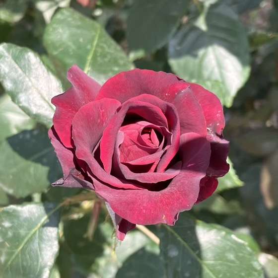 春のグレーフィンディアナ