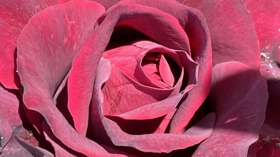 春のグレーフィンディアナ