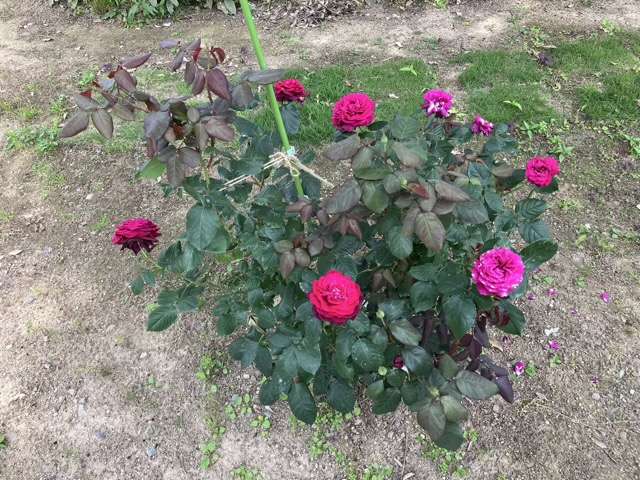 春のグレーフィンディアナ