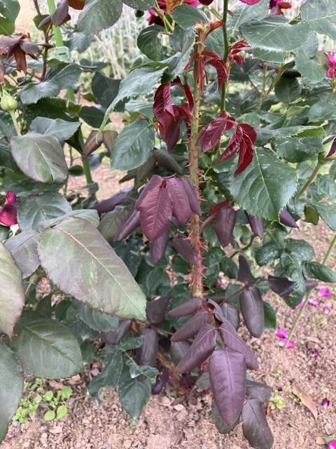 グレーフィンディアナのシュート