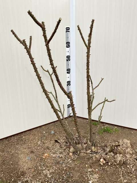 冬剪定後のグレーフィンディアナ