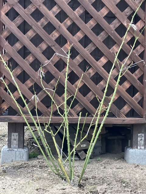 冬剪定後のグリゼリ