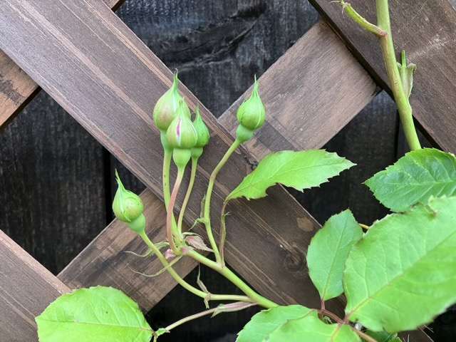 グリゼリのつぼみ