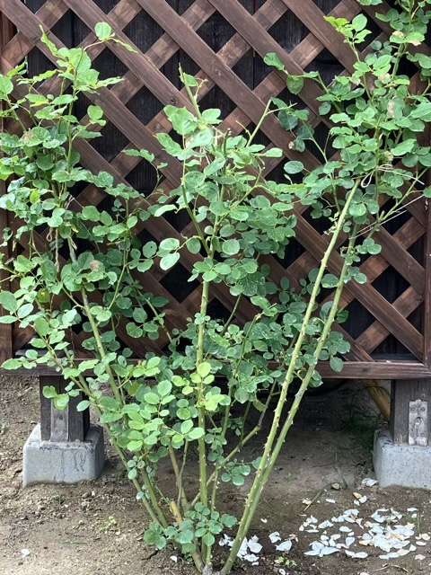 花後剪定後のグリゼリ