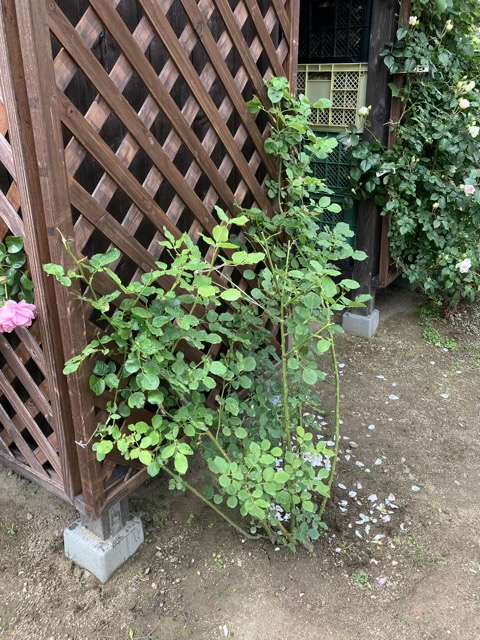 花後剪定後のグリゼリ