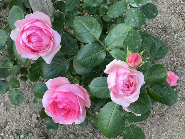 春のヒストリー