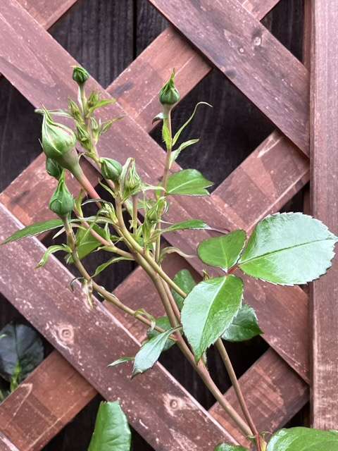 ホーム&ガーデンのつぼみ