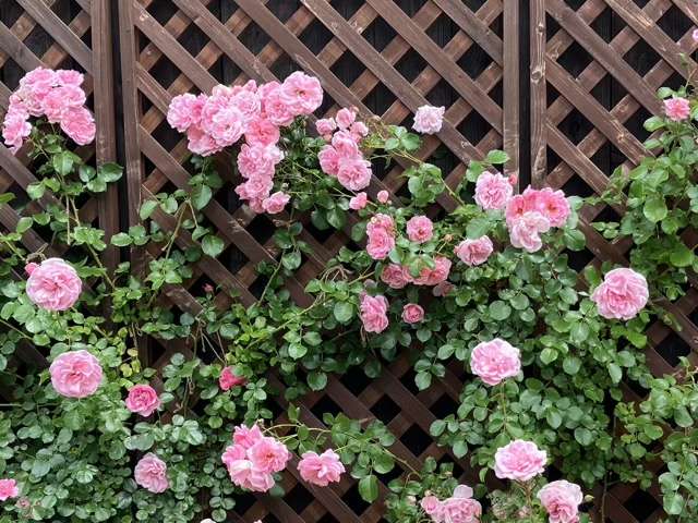 春のホーム&ガーデン