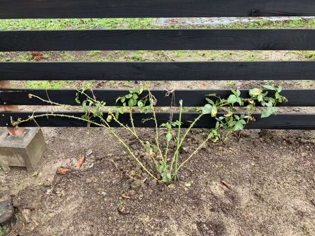 昨年誘引したジュールヴェルヌ