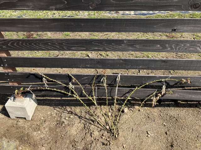 冬剪定前のジュールヴェルヌ