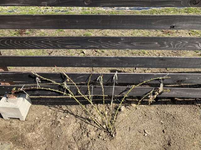 冬剪定後のジュールヴェルヌ